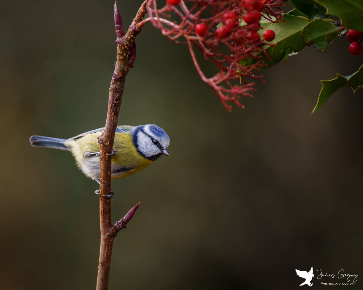 COMMON BIRDS - James Gregory Photography